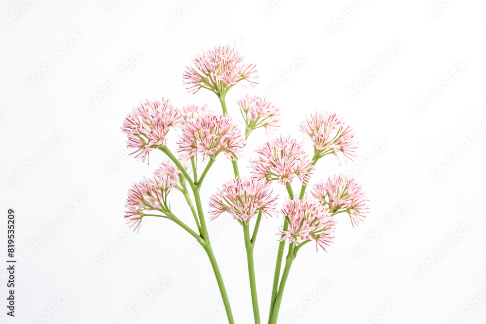 Fototapeta premium Pink Flowers on White Background