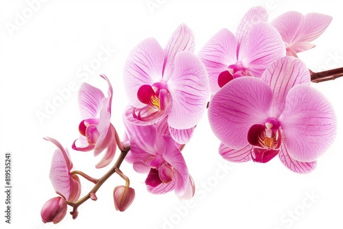 orchid photo on white isolated background