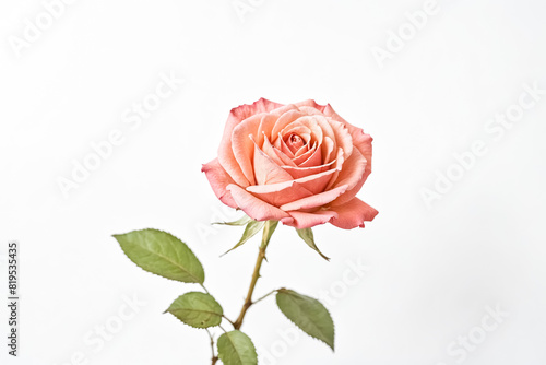 Single Peach Rose on White Background