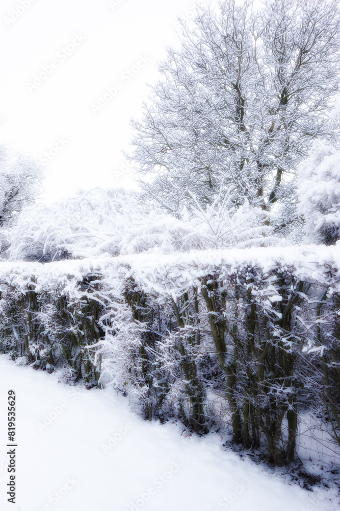 Ice, countryside and snow on trees for winter weather, Christmas holiday calendar and nature wallpaper. Oak tree, peace and cold environment in frozen garden with relax and vacation travel in Chicago Ice, countryside and snow on trees for winter weather, Christmas holiday calendar and nature wallpaper. Oak tree, peace and cold environment in frozen garden with relax and vacation travel in Chicago