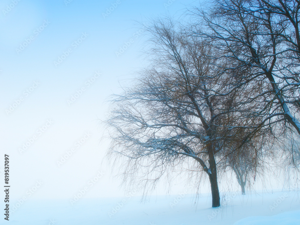 Tree, winter and fog in nature with landscape for clean energy, environmental or climate change. Eco friendly, countryside and natural with mist or no leaves, ecology and sustainability with snow Tree, winter and fog in nature with landscape for clean energy, environmental or climate change. Eco friendly, countryside and natural with mist or no leaves, ecology and sustainability with snow