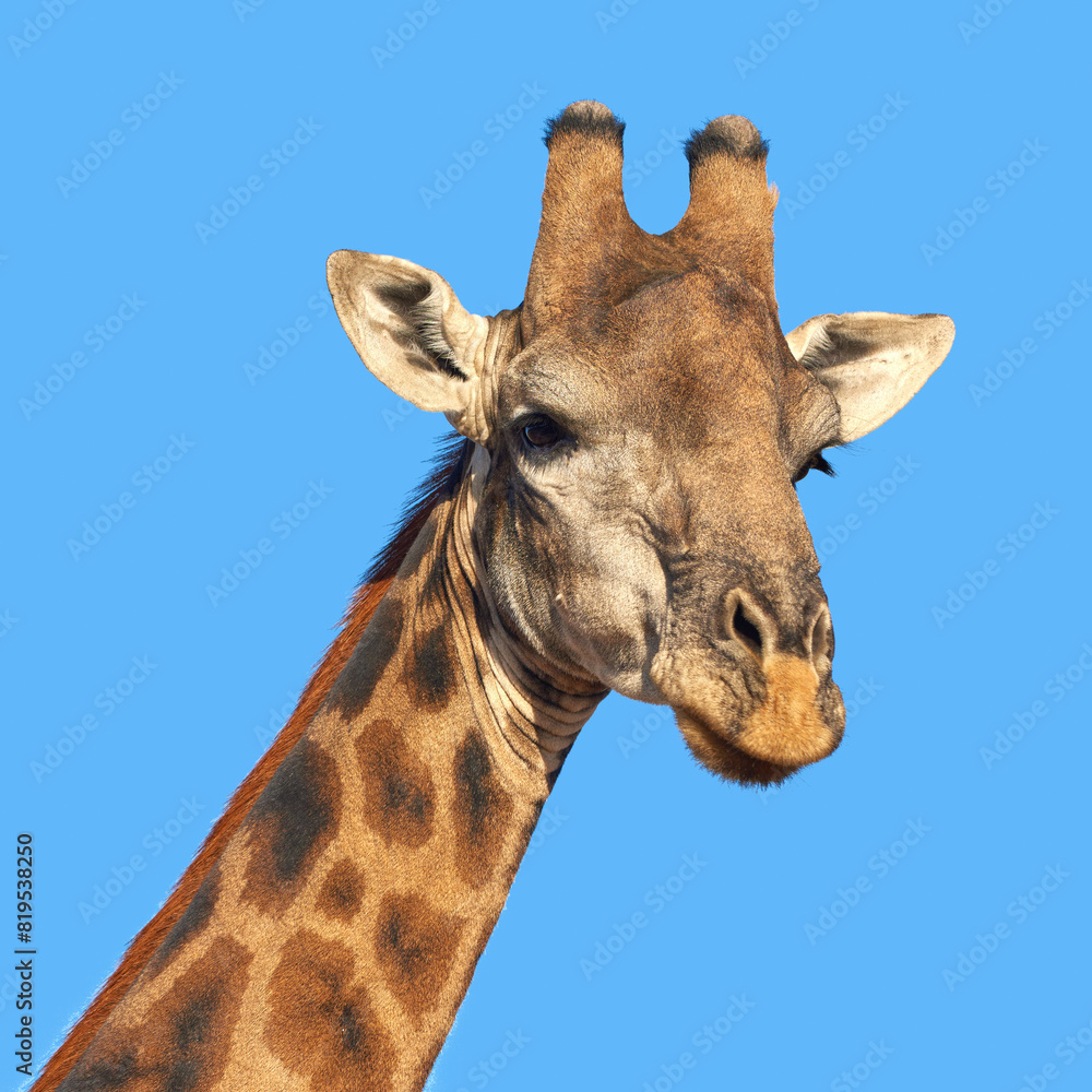 Giraffe, closeup and blue sky in Africa for nature, wild life and earth in game land with long neck and sustainability. Indigenous animal, outdoor and safari in savanna for National Park conservation