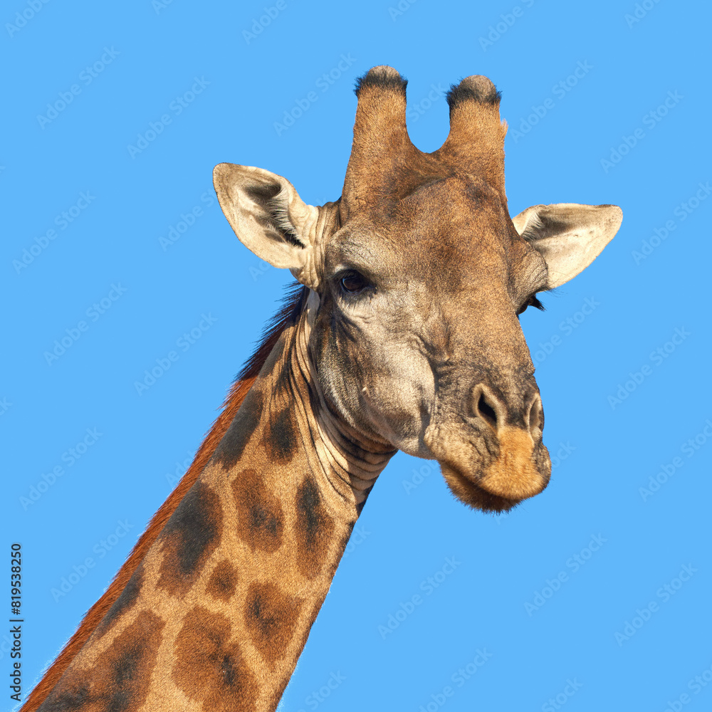 Giraffe, closeup and blue sky in Africa for nature, wild life and earth in game land with long neck and sustainability. Indigenous animal, outdoor and safari in savanna for National Park conservation Giraffe, closeup and blue sky in Africa for nature, wild life and earth in game land with long neck and sustainability. Indigenous animal, outdoor and safari in savanna for National Park conservation