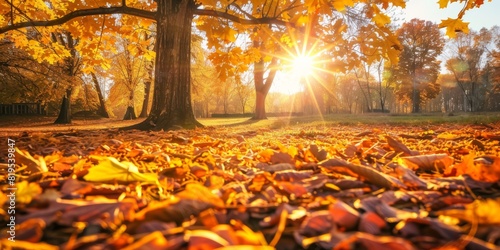 Wallpaper Mural Sunlight filtering through autumn trees over a field of fallen leaves Torontodigital.ca