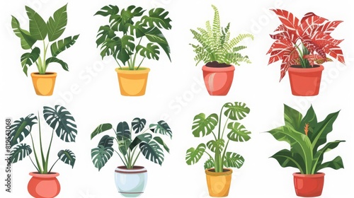 Set of trendy potted plants for home Different indoor houseplants isolated on white background Alocasia, begonia, fan palm, monstera, ficus, strelitzia and oxalis Colored flat vector illustration photo