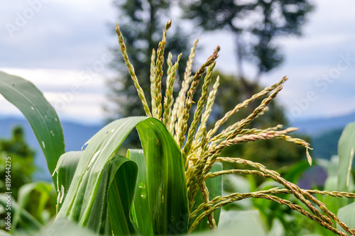 Organic Corn Field at Pabong Village in Kalimpong District, West Bengal India photo