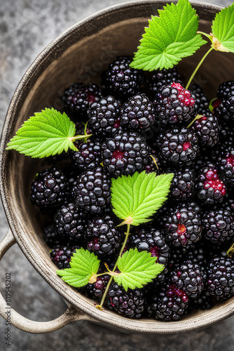 Fresh wild blackberries in a pot photo