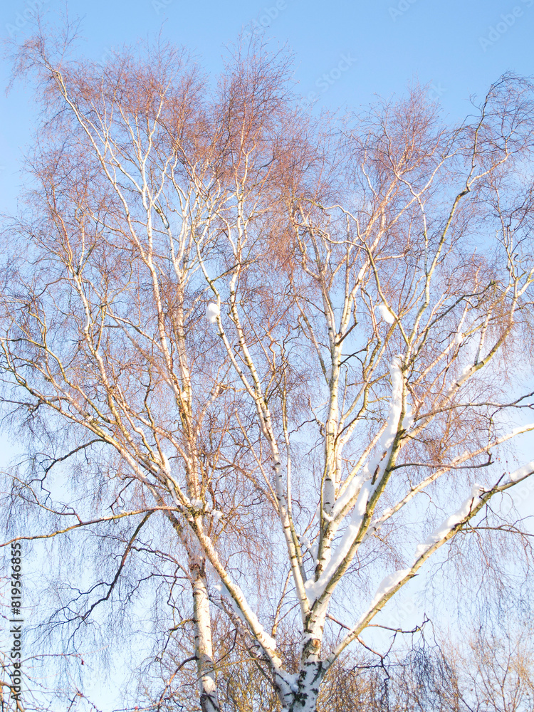 Silver Birch, sky and sunshine in nature with landscape for clean energy, environmental or climate change. Eco friendly, countryside and natural with tree in winter, ecology and sustainability Silver Birch, sky and sunshine in nature with landscape for clean energy, environmental or climate change. Eco friendly, countryside and natural with tree in winter, ecology and sustainability