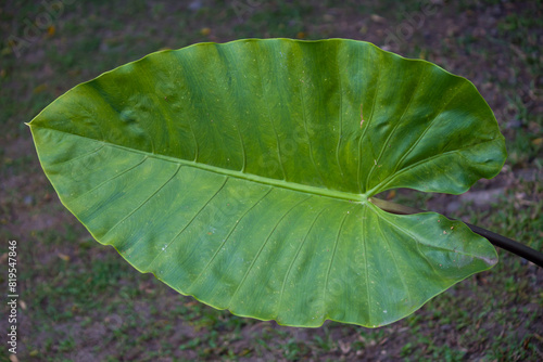 Big Green Leaf Closeup Scene, Taro Leaf for background photo