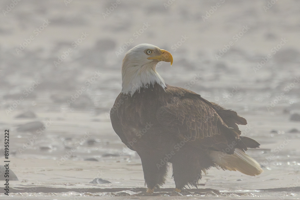 American bald eagle standing over a stream American bald eagle standing over a stream