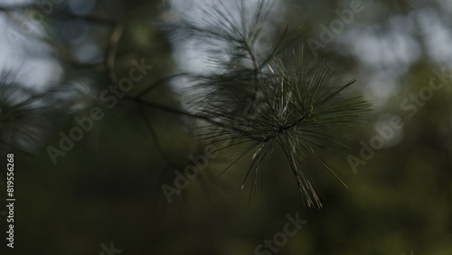 closeup shot of pine tree branch with long needles under evening sunlight