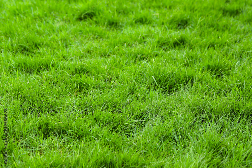 Green grass background in the football field Green grass background in the football field