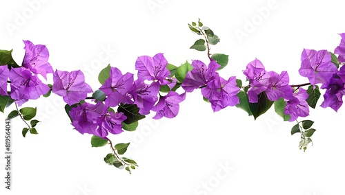 A purple branch of flowers with green leaves on a white background.