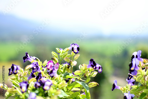 Blooming purple Bluewings torenia or Wishbone flower in garden. Copy space photo