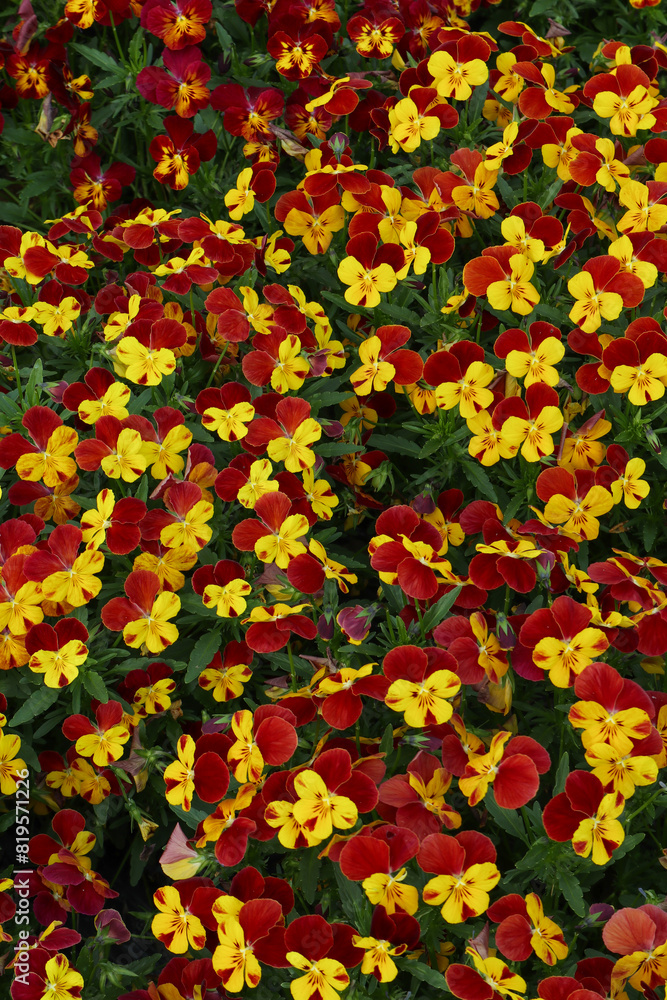background flower background flower