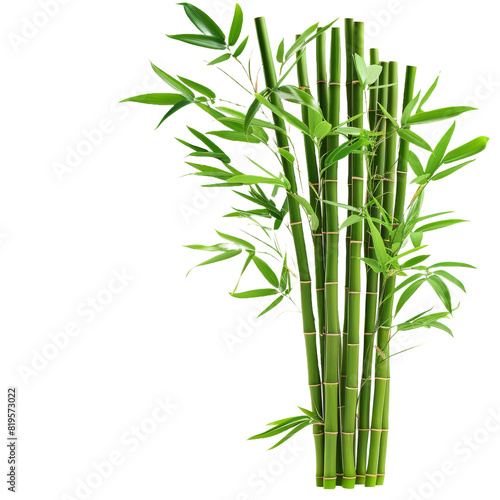 Bamboo and Leaves on White Background with Zen and Nature Elements