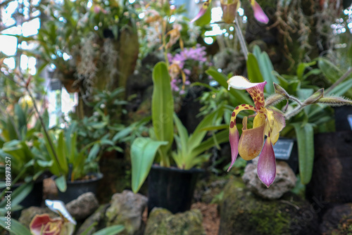 Paphiopedilum