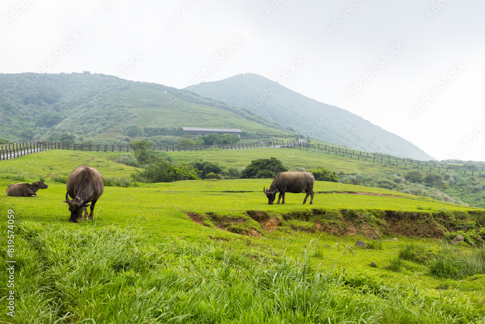 Naklejka premium Buffalo green lawn at Taiwan Taipei Lengshuikeng Qingtiangang Recreation Area