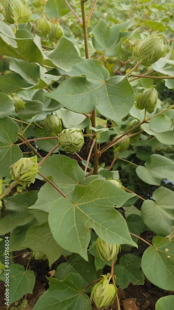 Cotton plant with growing fruit pods , smooth shot of cotton field Cotton plant with growing fruit pods , smooth shot of cotton field