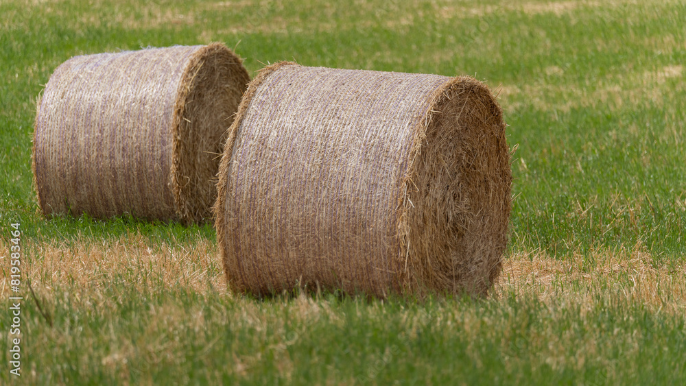 round bales ready for collection on green grass and blue sky round bales ready for collection on green grass and blue sky