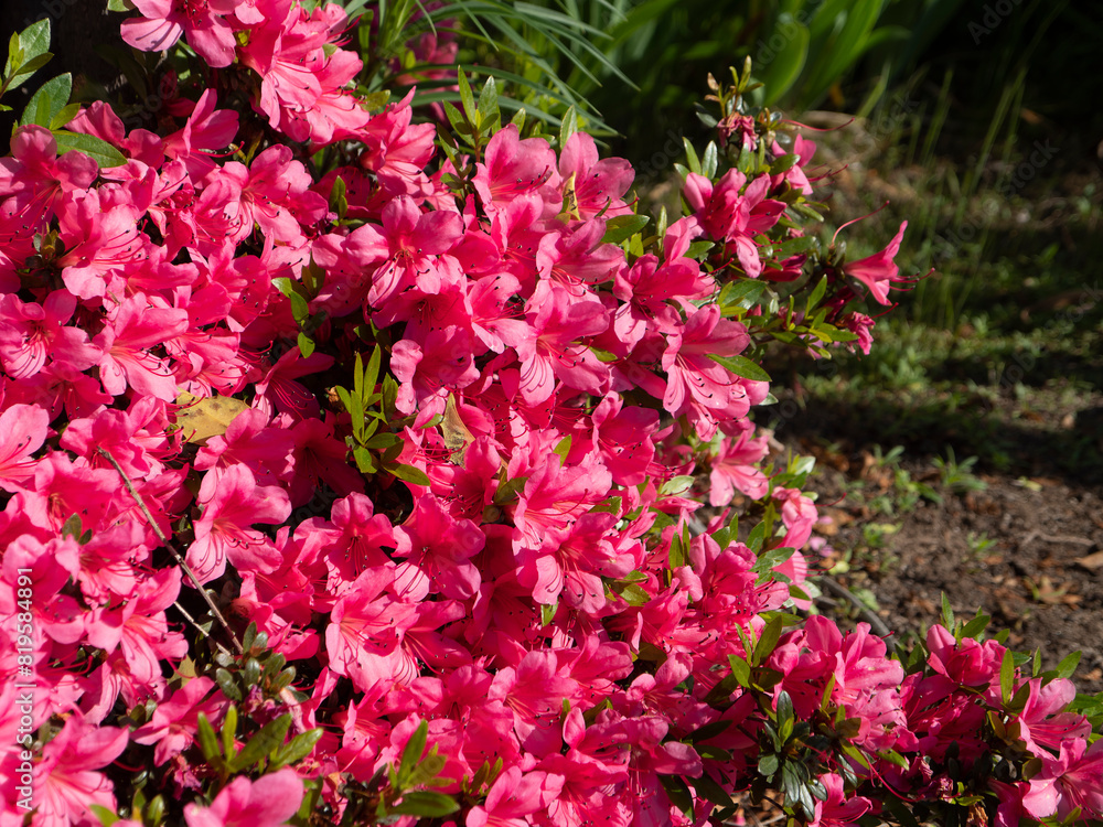 公園の鮮やかなツツジの花 公園の鮮やかなツツジの花