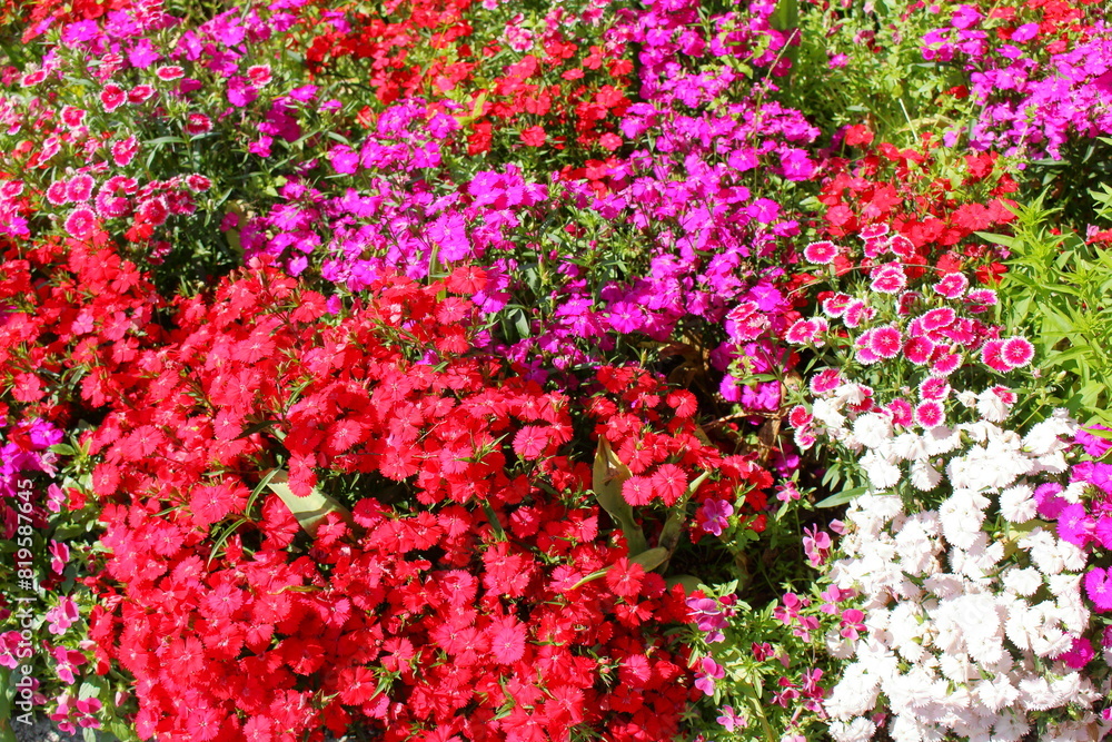 鮮やかなカラフルのお花の寄せ植え 鮮やかなカラフルのお花の寄せ植え
