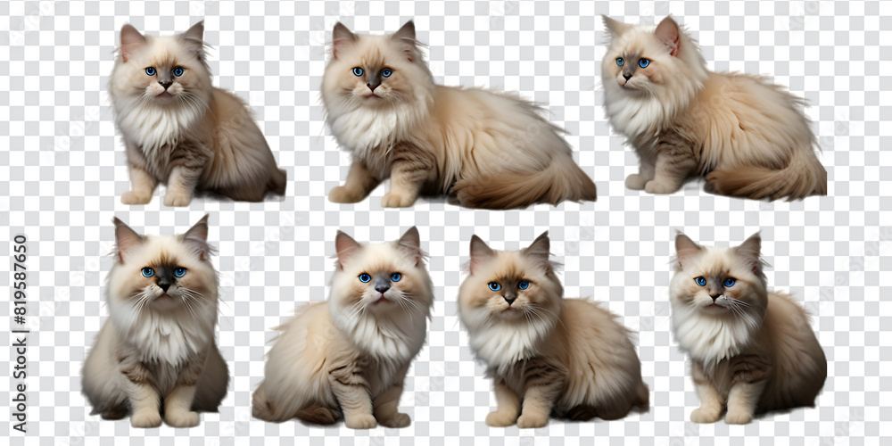 set of cute cat in different pose isolated on transparent background,
set of cute cat in different pose isolated on transparent background,