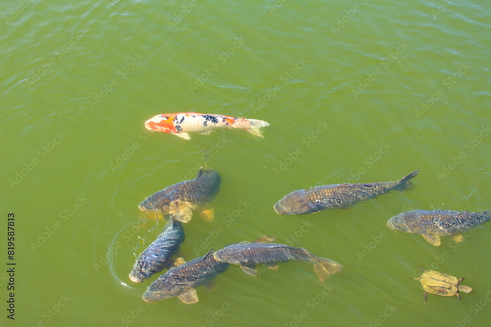 Naklejka premium 自由に泳ぐ鯉