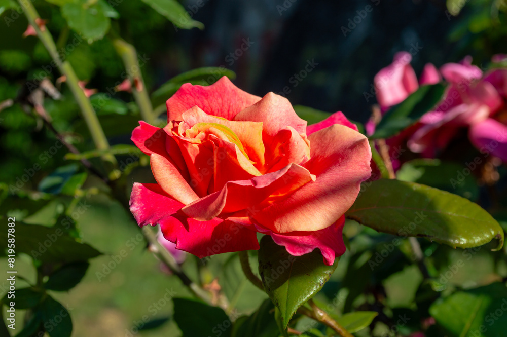 Rosa roja anaranjada
