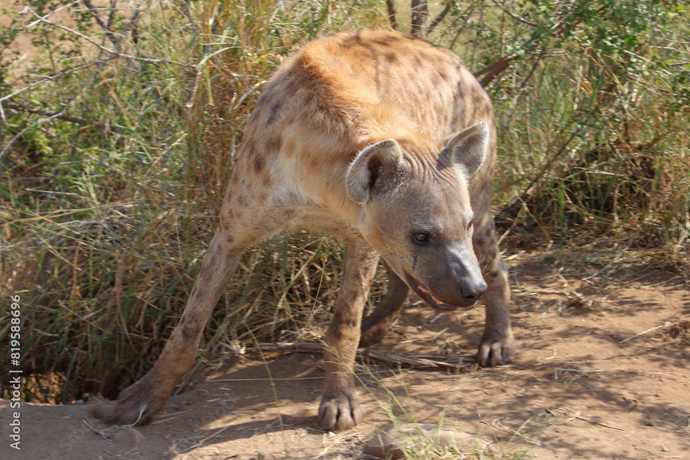 Tüpfelhyäne / Spotted hyaena / Crocuta crocuta Tüpfelhyäne / Spotted hyaena / Crocuta crocuta