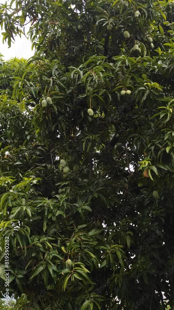 Mangoes about to ripen on a mango tree in the sun Mangoes about to ripen on a mango tree in the sun