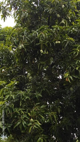 Mangoes about to ripen on a mango tree in the sun photo