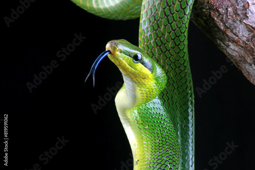 gonyosoma oxycephalum, green snake with black background