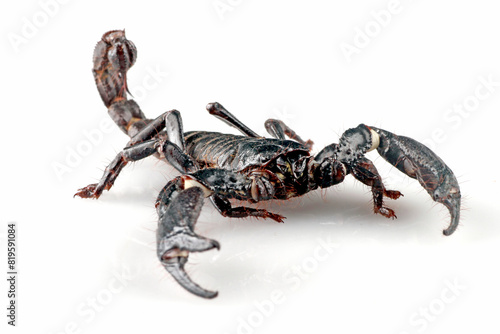 asian forest scorpion with white background 