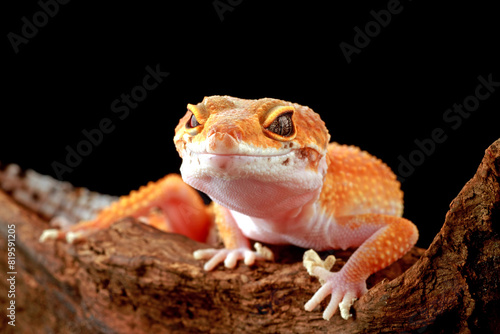 leopard gecko on the branch