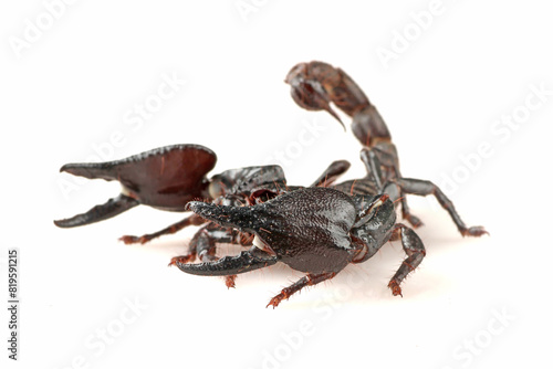 asian forest scorpion with white background 