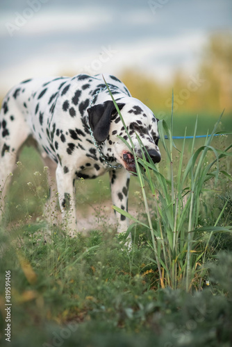 Portrait of a beautiful purebred Dalmatian on a field in summer.