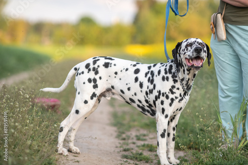 Wallpaper Mural Portrait of a beautiful purebred Dalmatian on a field in summer. Torontodigital.ca