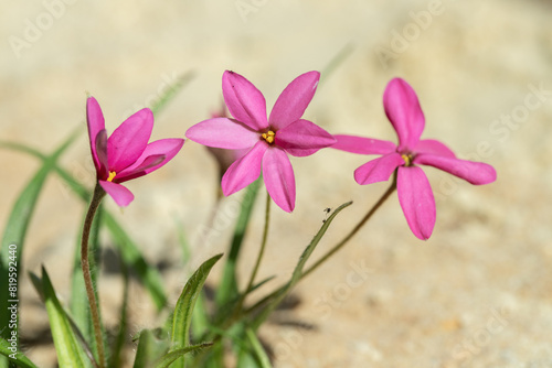 Three, pink star-grass blossoms (Rhodohypoxis milloides).