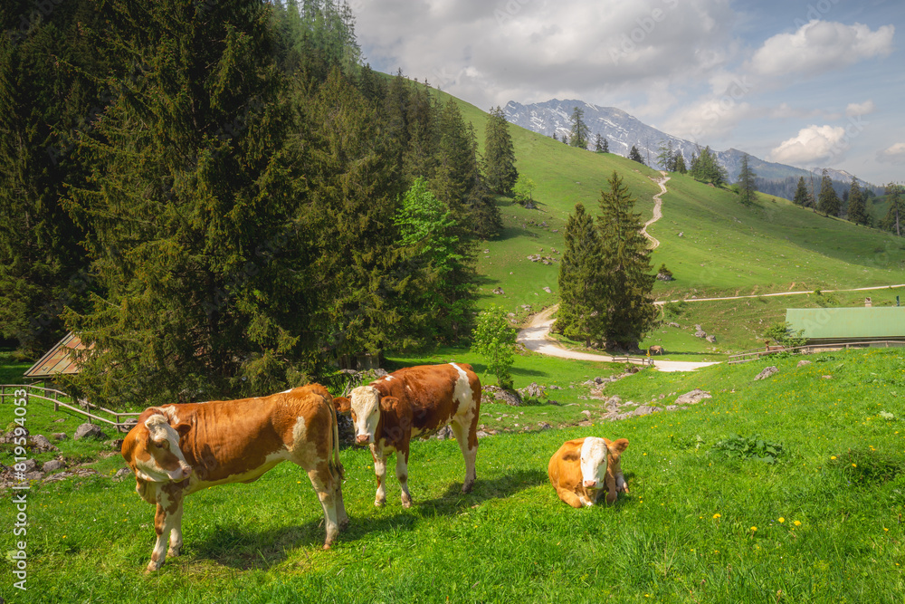 Alpine meadow with cows and rustic houses in Berchtesgaden National Park