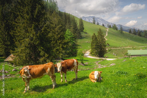 Alpine meadow with cows and rustic houses in Berchtesgaden National Park