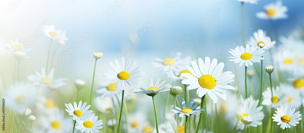 Field with numerous white and yellow blooms