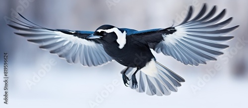 Bird soaring in sky with wings extended photo