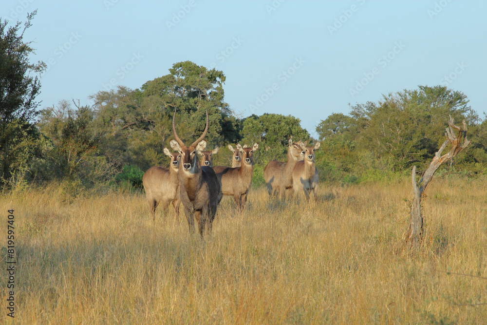 Wasserbock / Waterbuck / Kobus ellipsiprymnus Wasserbock / Waterbuck / Kobus ellipsiprymnus