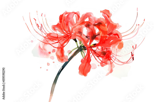 ヒガンバナ（彼岸花）