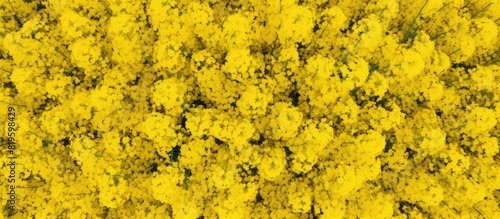 Yellow flowers in meadow close-up