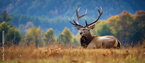 Giraffe with imposing antlers grazing amidst grass