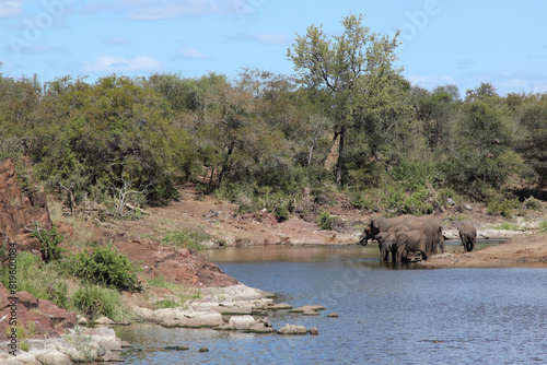 Afrikanischer Elefant am Sweni River/ African elephant at Sweni River / Loxodonta africana.