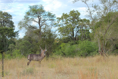 Wasserbock   Waterbuck   Kobus ellipsiprymnus