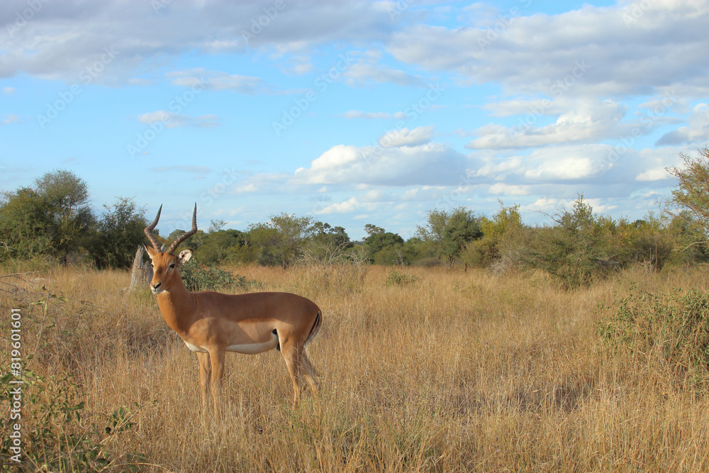 Fototapeta premium Schwarzfersenantilope / Impala / Aepyceros melampus